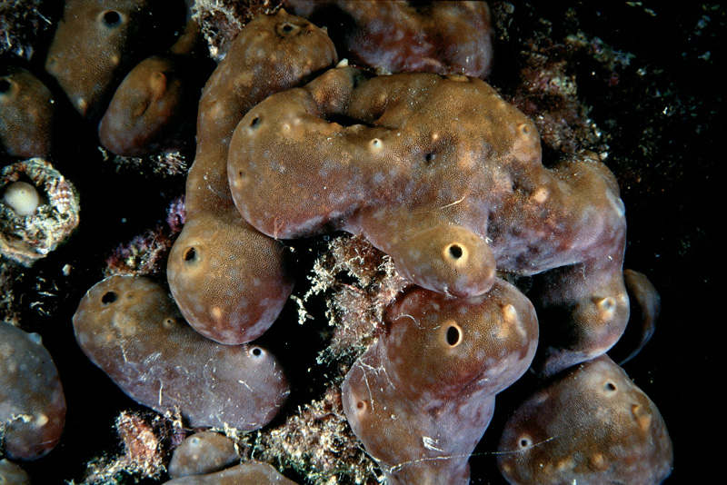 Chondrosia reniformis e Chondrilla nucula